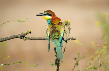 abejaruco con bonitos colores