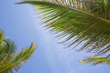Fototapeta na wymiar stunning landscape of the leaves of coconut tree with a blue sky