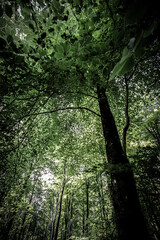 Obraz premium trees in the forest