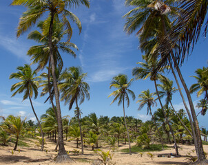 Fototapeta na wymiar stunning landscape full of coconut trees in a sunny day with a blue sky