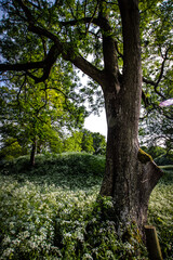 trees in the park