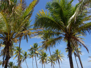Obraz na płótnie Canvas stunning landscape full of coconut trees