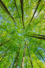 十日町市　新緑の美人林