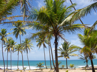 Fototapeta na wymiar stunning landscape in front of the beach full of coconut trees