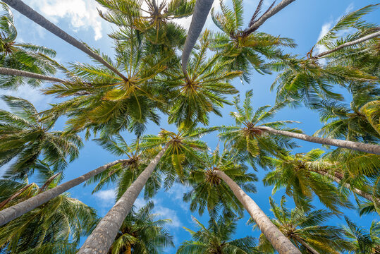Coconut palm trees on the beach at Lankanfinolhu island, Maldives	