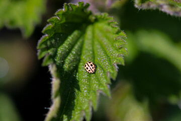 dew on a leaf