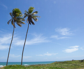 amazing landscape near the beach with two coconut trees in a sunny day