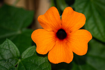 Gros plan sur une fleur orange de Suzanne aux yeux noirs