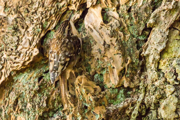 Fototapeta premium Brown Creeper Bird Blends in Perfectly With Mossy Tree Bark