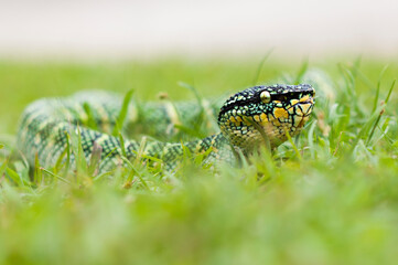 wagler's pit vipers or Tropidolaemus wagleri