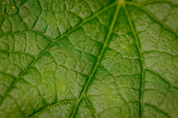 Macro sur les nervures d'une feuille verte