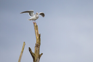 Fototapeta na wymiar Gull Perches Precariously on Tree Snag