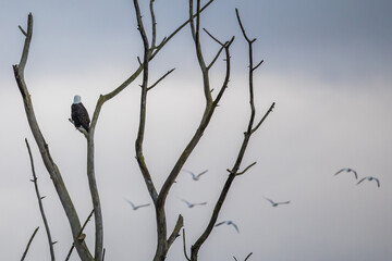 Bald Eagle Watches a Flock of Gulls Fly Away on a Grey Winter Day