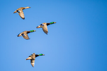 Flock of Mallard Ducks Gain Altitude in Beautiful Light