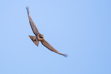 Soaring Red-Tailed Hawk Searches for the Next Meal