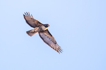 Soaring Red-Tailed Hawk Searches for the Next Meal