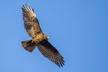 Soaring Red-Tailed Hawk Searches for the Next Meal