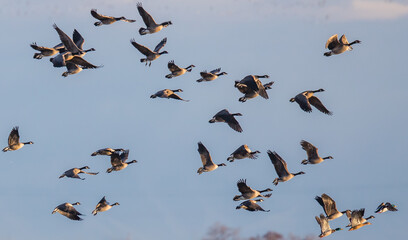  Flock of Canada Geese Bank Take Off Against a Pale Blue Sky 