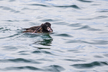 Immature Surf Scoter Scratches an Itch on Puget Sound