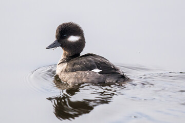 Female Bufflehead Swims Creating Nice Wave Pattern