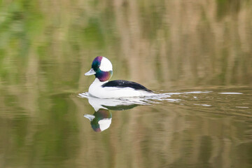 Male Bufflehead Duck Swims on Placid Water