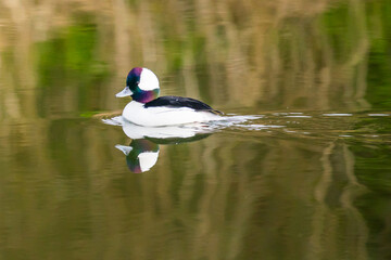 Male Bufflehead Duck Swims on Placid Water
