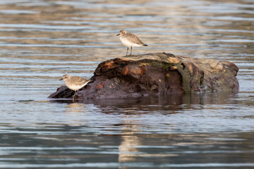 Pair of Black Bellied Plovers Relaxing on a Floating Cedar Log