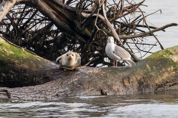 Harbor Seal Pup and Gull Friend Relax on a Floating Log in Puget Sound