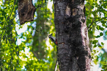 woodpecker on a tree