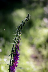 caterpillar on a leaf