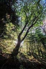 Fototapeta premium trees in the forest