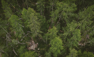 trees drone shot green grass forest