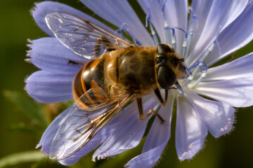 
Hard work which will be honey