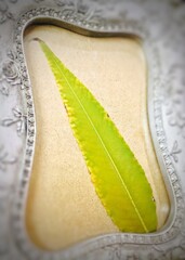 close up of a leaf in a frame