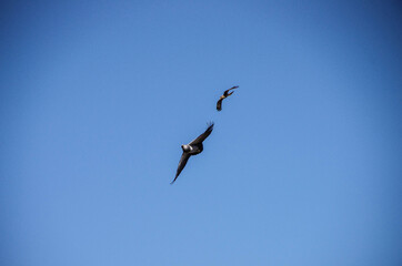 AGUILA MORA NORTE NEQUINO ARGENTINA