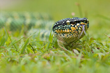 wagler's pit vipers or Tropidolaemus wagleri