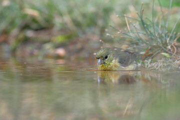 Lesser Goldfinch (Spinus psaltria) female drinking water, South Texas, USA