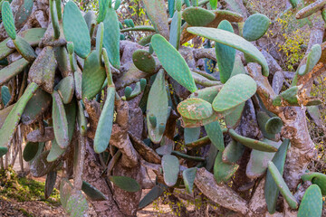 Prickly Pear Cactus grows in Cyprus. Opuntia, ficus-indica, Indian fig opuntia, barbary fig