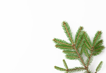 spruce branch with green needles on white background