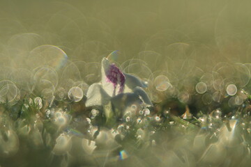 meadow with flowers