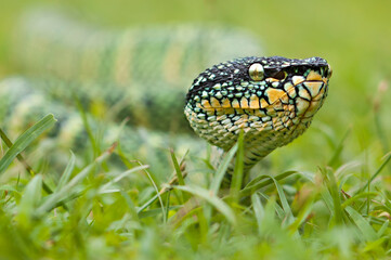 wagler's pit vipers or Tropidolaemus wagleri