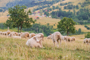 Herd of sheep resting on a pasture in Serbian mountain meadow of Zlatibor during late summer evening