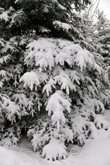 Der erste Schnee in der Rhön