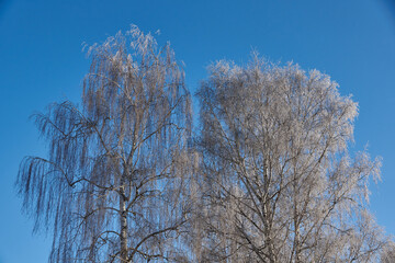 Winter magic. After the thaw, frost hit and the trees were covered with frost.