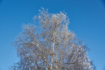 Winter magic. After the thaw, frost hit and the trees were covered with frost.