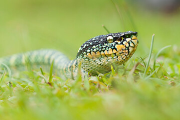 wagler's pit vipers or Tropidolaemus wagleri