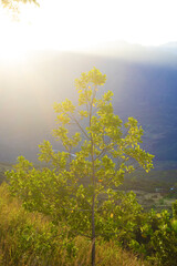 Arbol iluminado