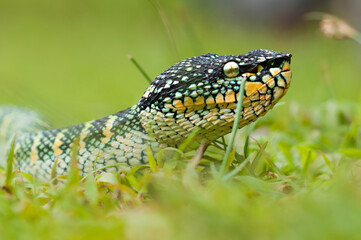 wagler's pit vipers or Tropidolaemus wagleri