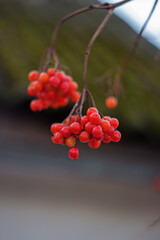 Red viburnum berries on a branch. Viburnum opulus grows in the winter. Viburnum fruits are very useful, they are used as medicinal raw materials.