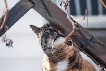 Tricolor curious cat is sniffing something outdoor
